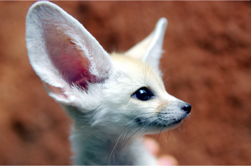 Fennec