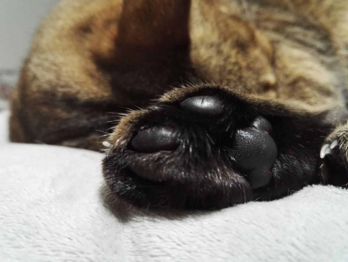 Black beans