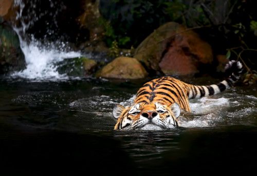 Tiger swimming