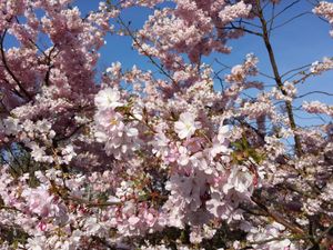 Prunus bis