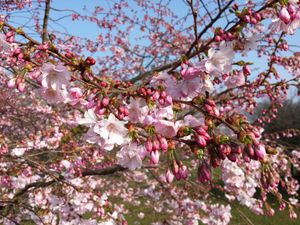 Prunus